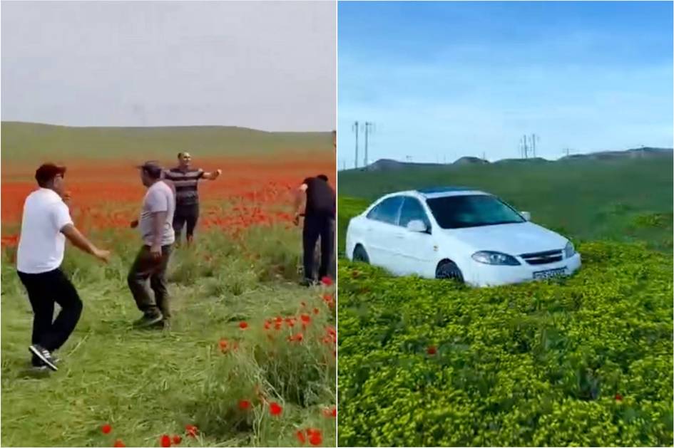 Қашқадарёда лолазорни пайҳон қилиб, рақсга тушганлар жаримага тортилди